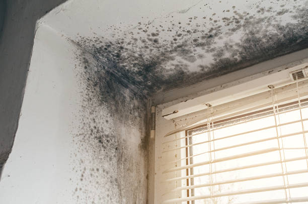 Trusted Mold Removal service in Cream Ridge, NJ - Cheap Mold Removal